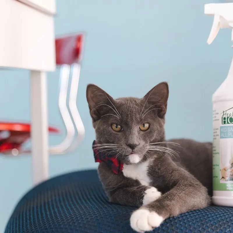 Gray and white cat in a red bow tie sitting on a blue chair next to a spray bottle