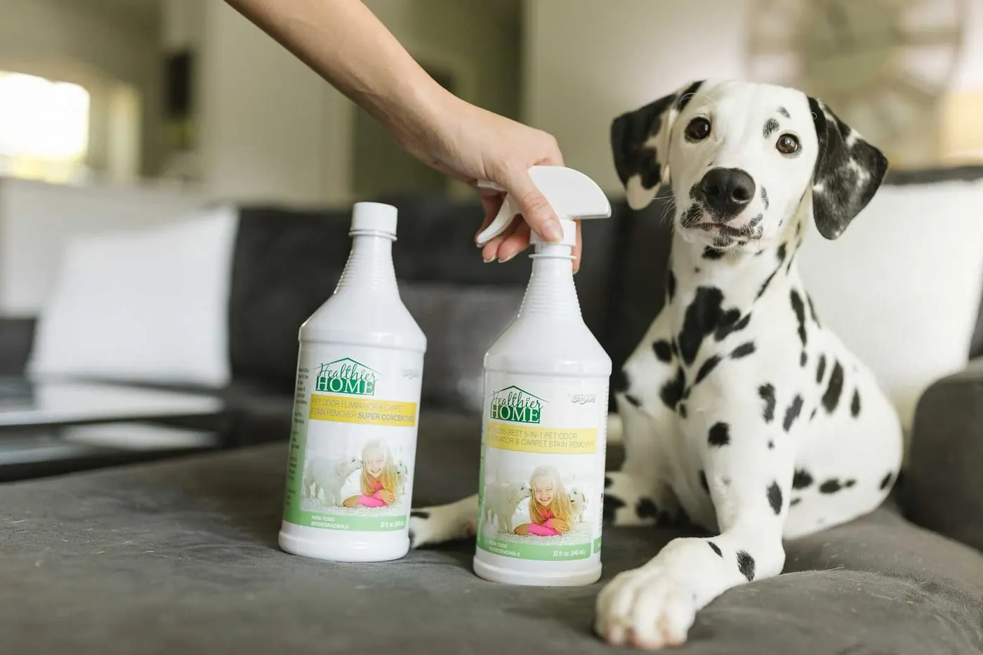 Dalmatian sitting on a gray couch beside two bottles of Healthier Home cleaner as a hand reaches for one