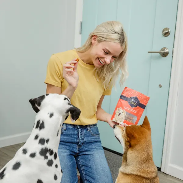 Woman in a yellow shirt offering treats to a Dalmatian and a Shiba Inu