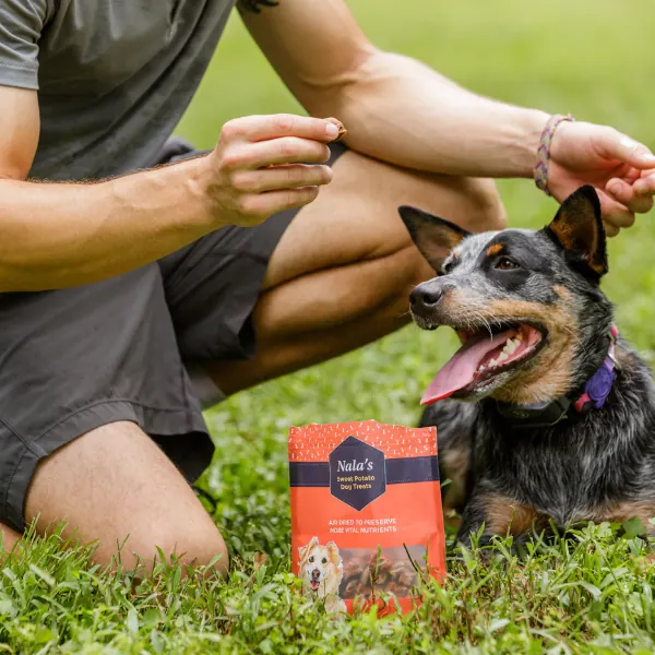 Blue heeler sitting on the grass waiting for a treat, with a bag of Nala's beside it