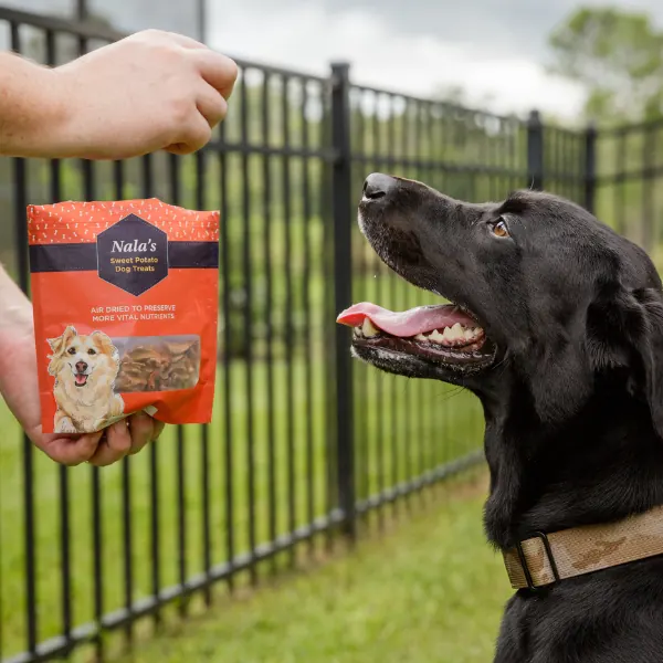 Black Labrador looking up at a bag of Nala's dog treats held out beside a fence